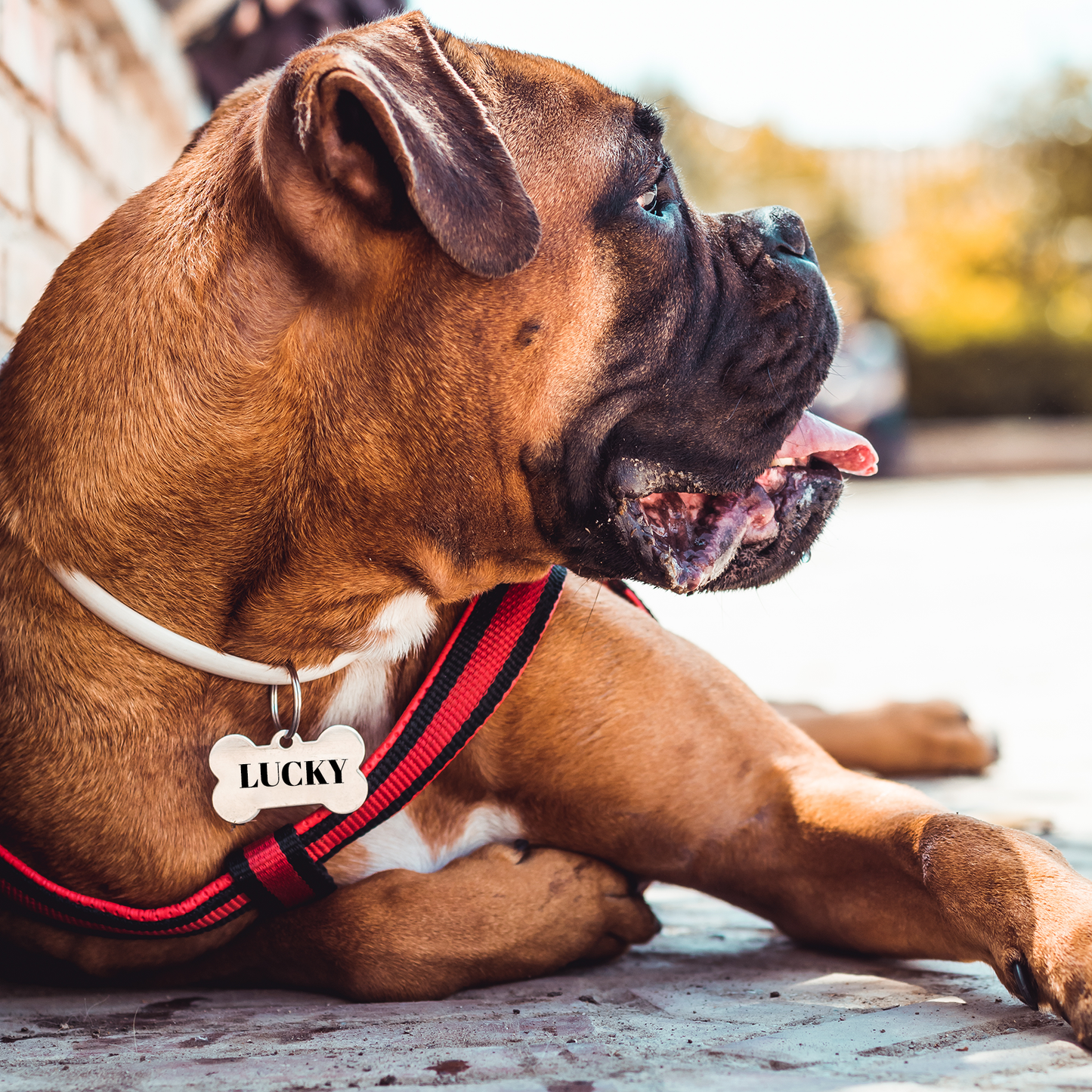 Namnbricka, ben | Hund | Nyckelring